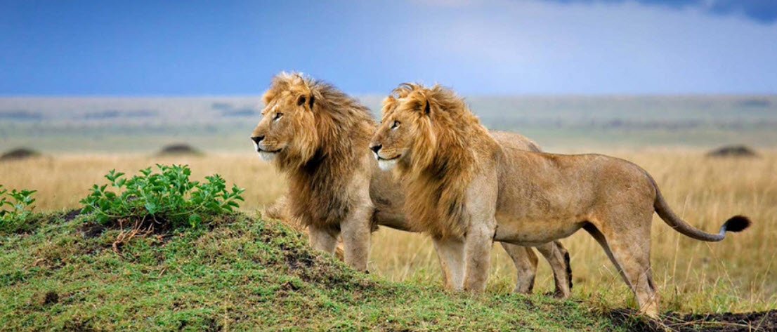 Gir National Park, Gujarat